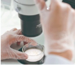 顕微鏡でシャーレを観察する様子