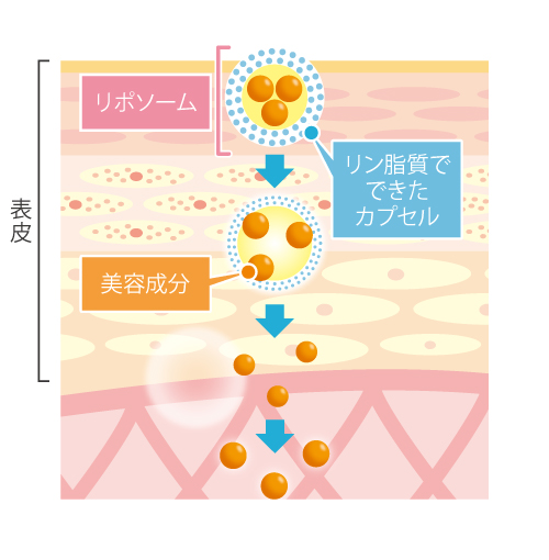 2020年皮ふの日通信７月号、肌ダメージとリポソーム