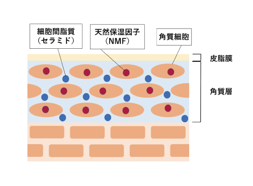 肌バリア機能と角質層の断面図